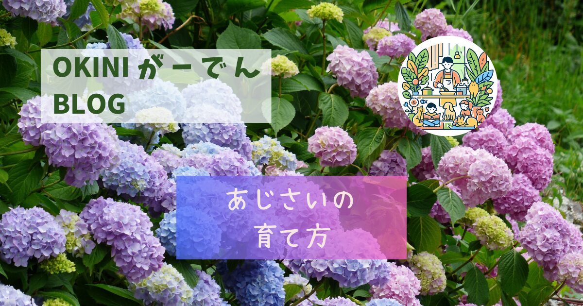 紫陽花の育て方