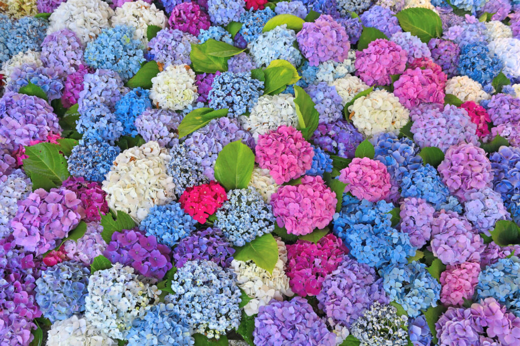 紫陽花