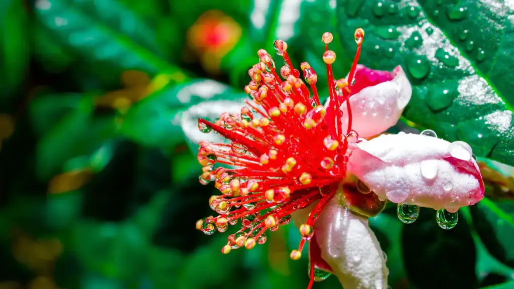 フェイジョアの花