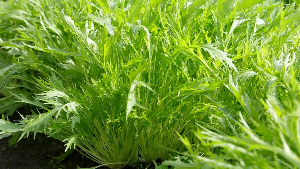 水菜