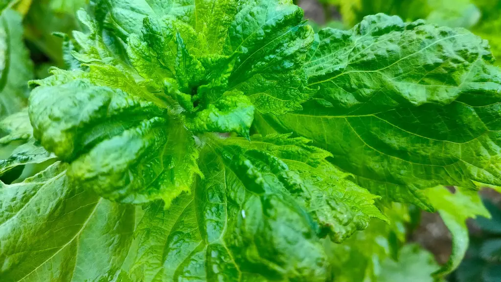 大葉,紫蘇,しそ