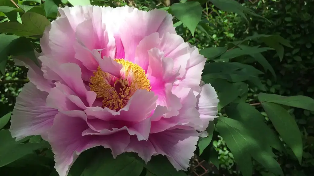 開花した大輪のピンクの芍薬