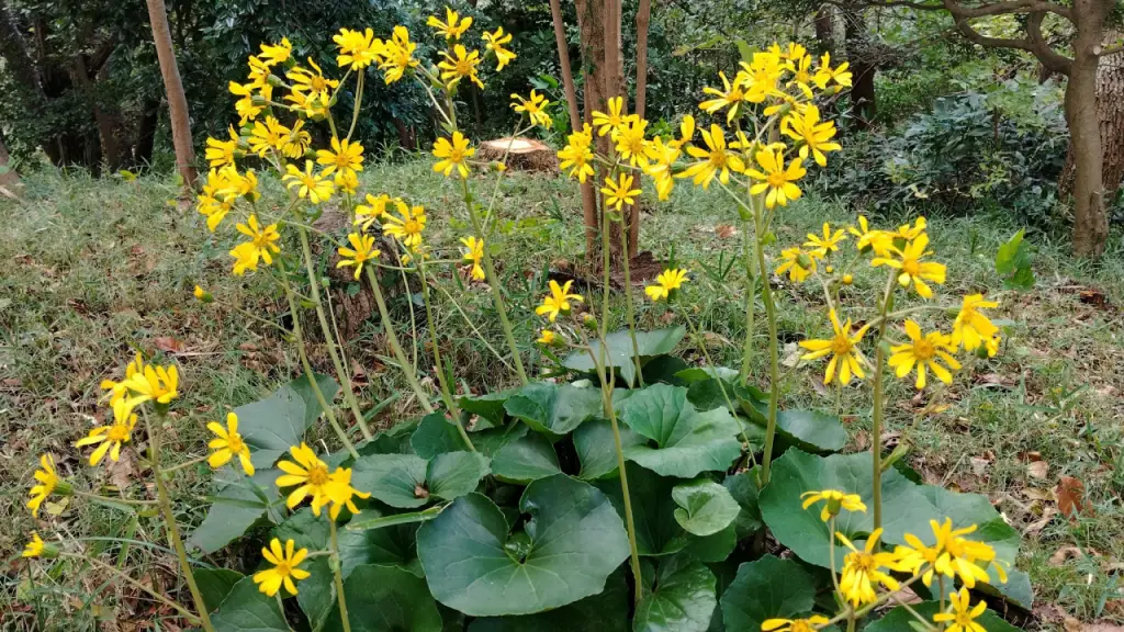 ツワブキ 開花 黄色い花