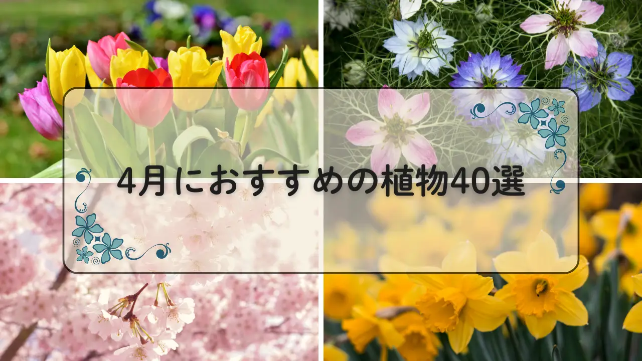 4月おすすめの植物40選アイキャッチ