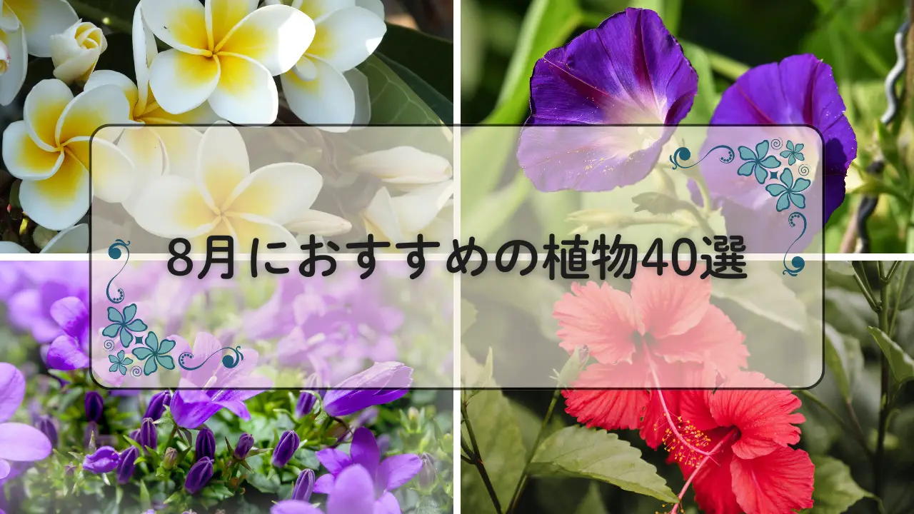 8月おすすめの植物40選アイキャッチ