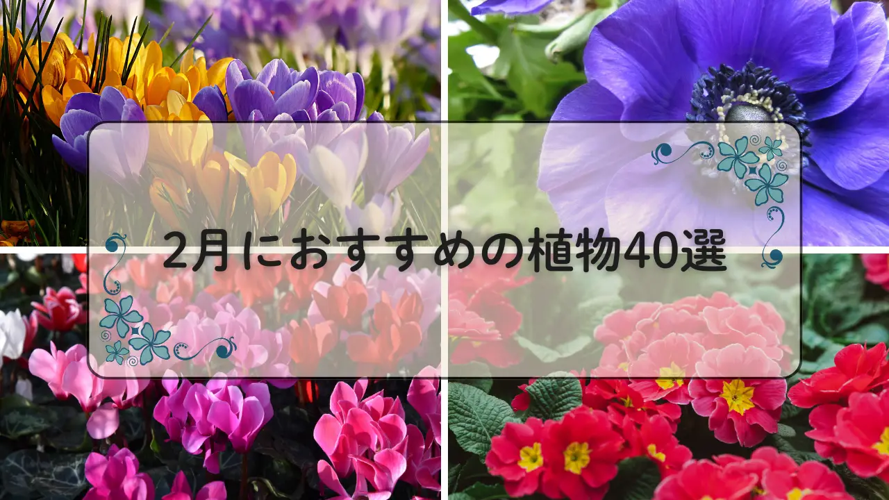 2月おすすめの植物40選