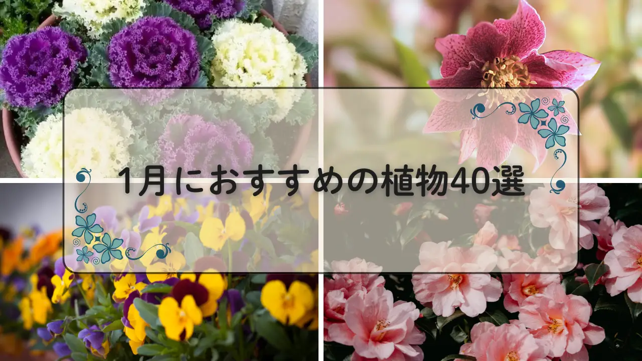 1月おすすめ植物40選アイキャッチ