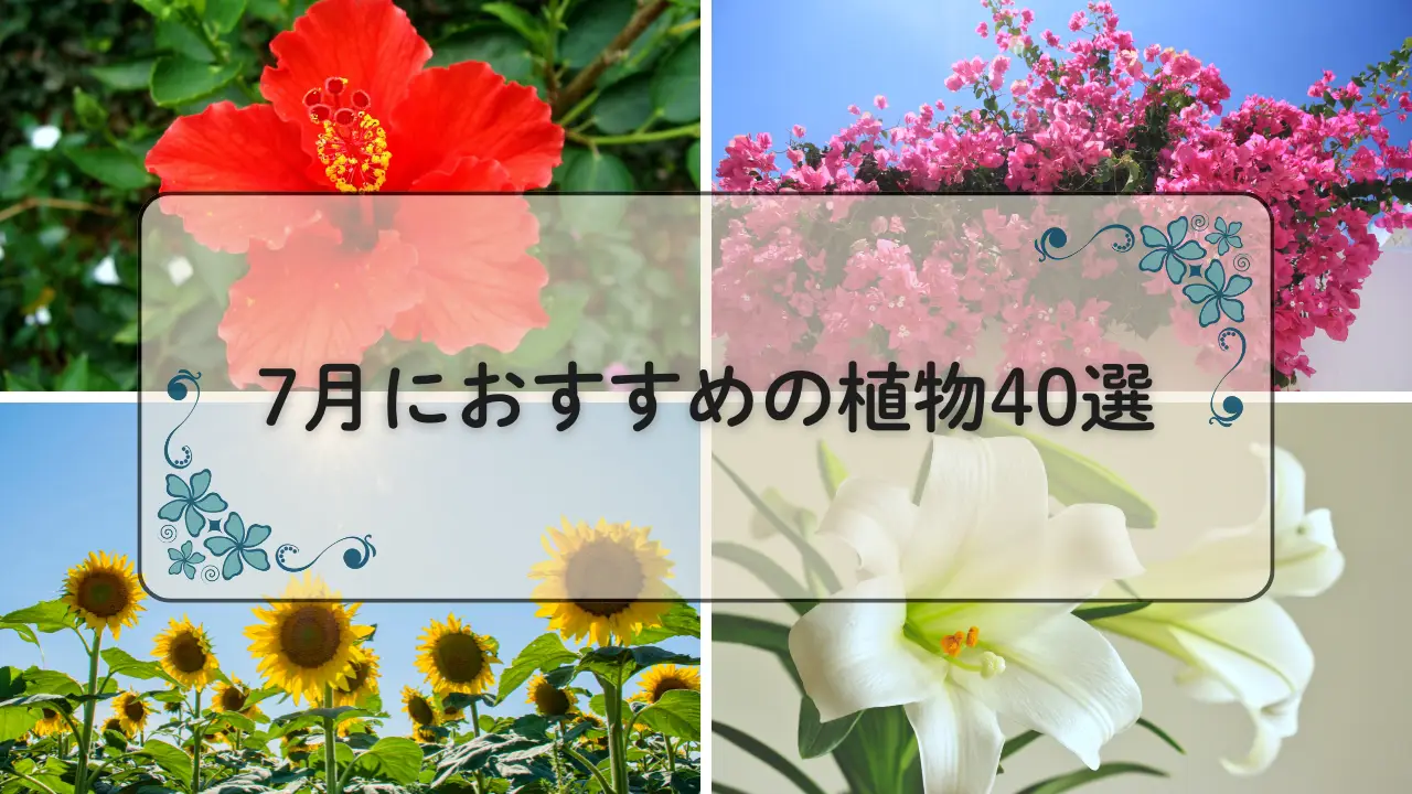 7月おすすめ植物40選アイキャッチ