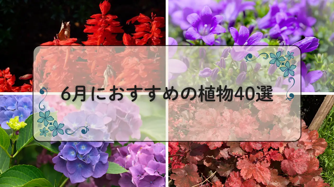 6月おすすめ植物40選アイキャッチ