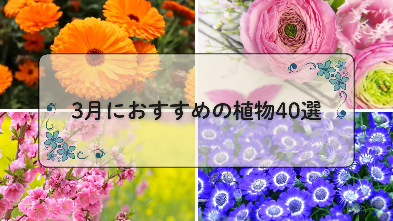 3月おすすめ植物40選アイキャッチ