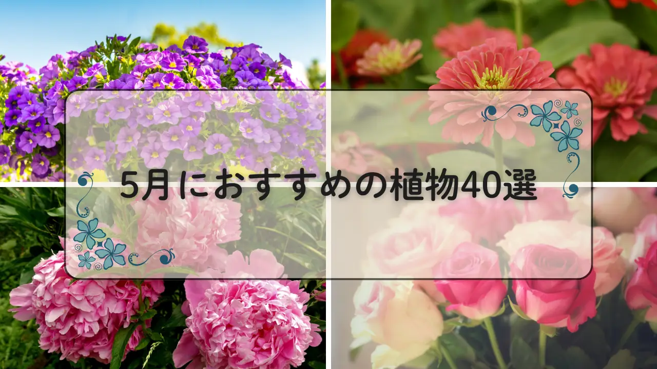 5月おすすめ植物40選