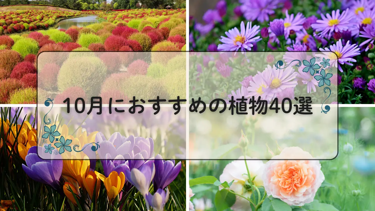 10月おすすめの植物40選アイキャッチ