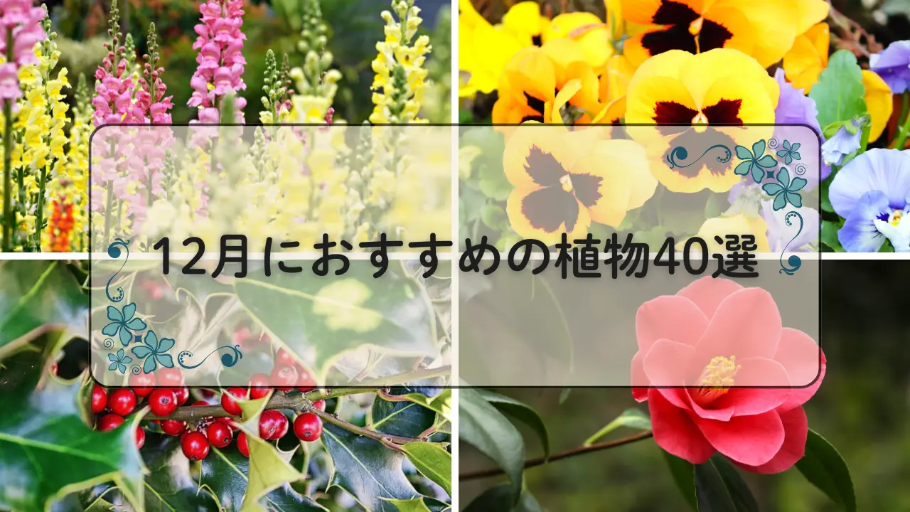 12月おすすめの植物40選アイキャッチ