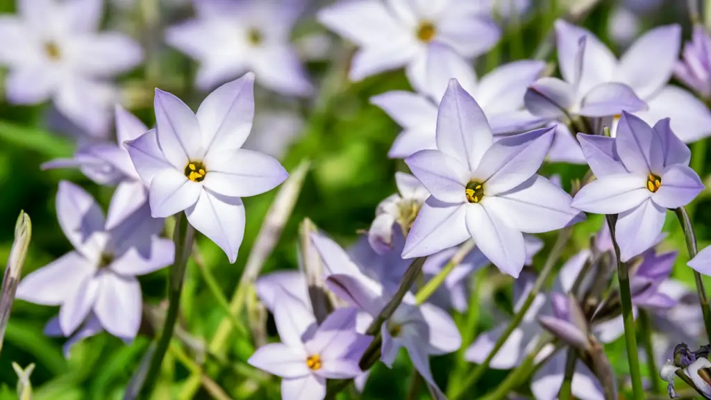 ハナニラ,花ニラ,花韮
