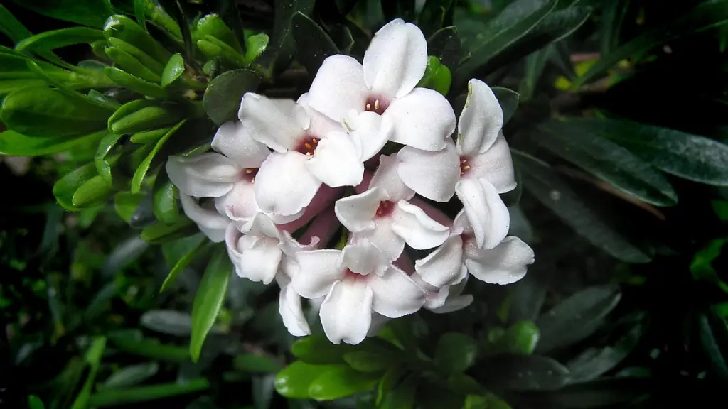 沈丁花,ジンチョウゲ