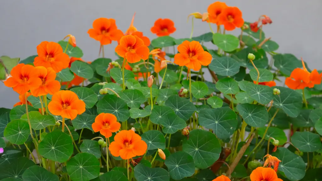 ナスタチウム,金蓮花