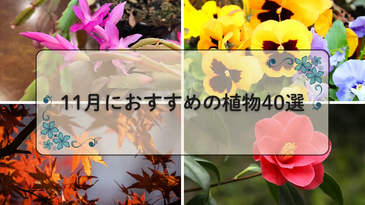 11月おすすめの植物40選アイキャッチ