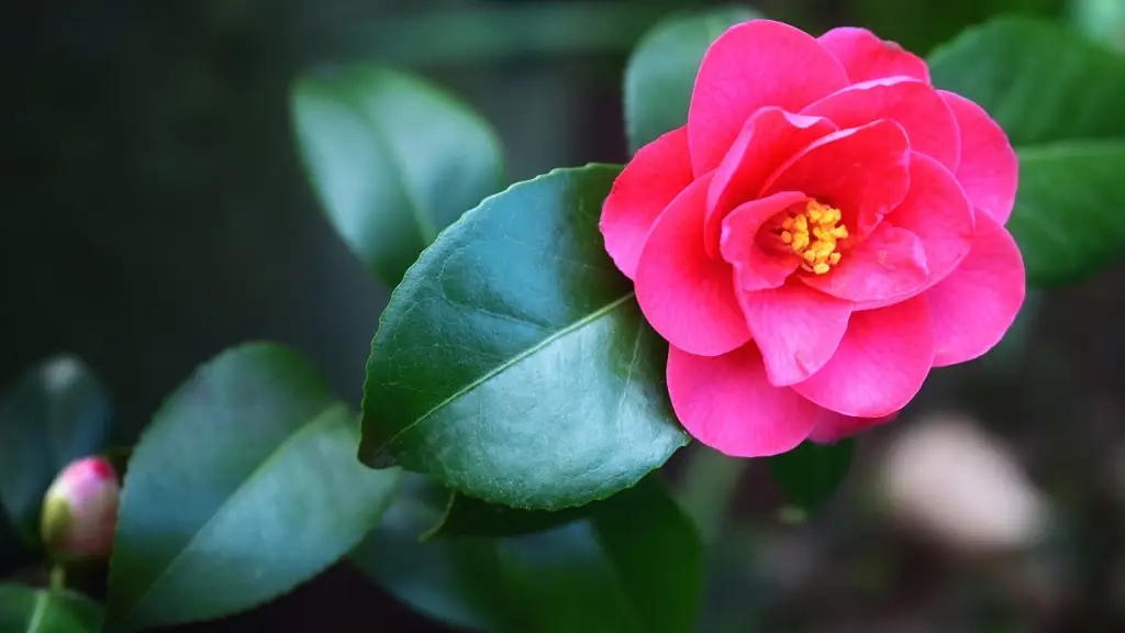 サザンカ,山茶花