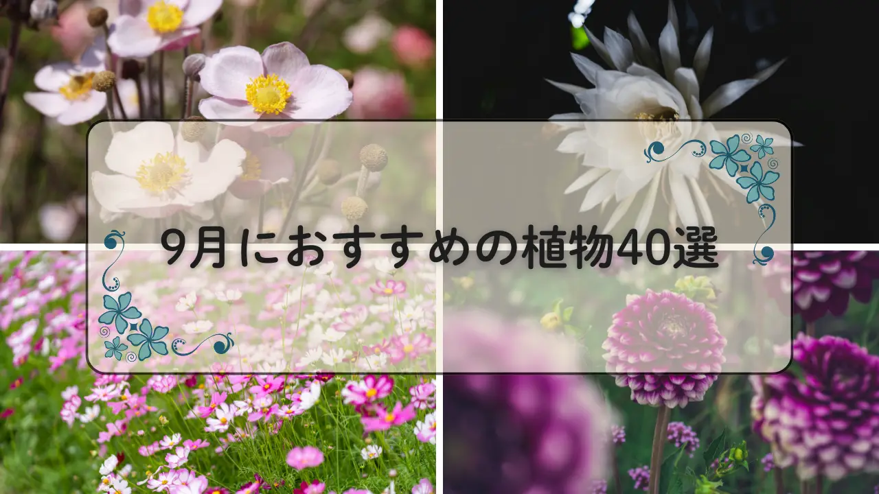 9月おすすめの植物40選アイキャッチ