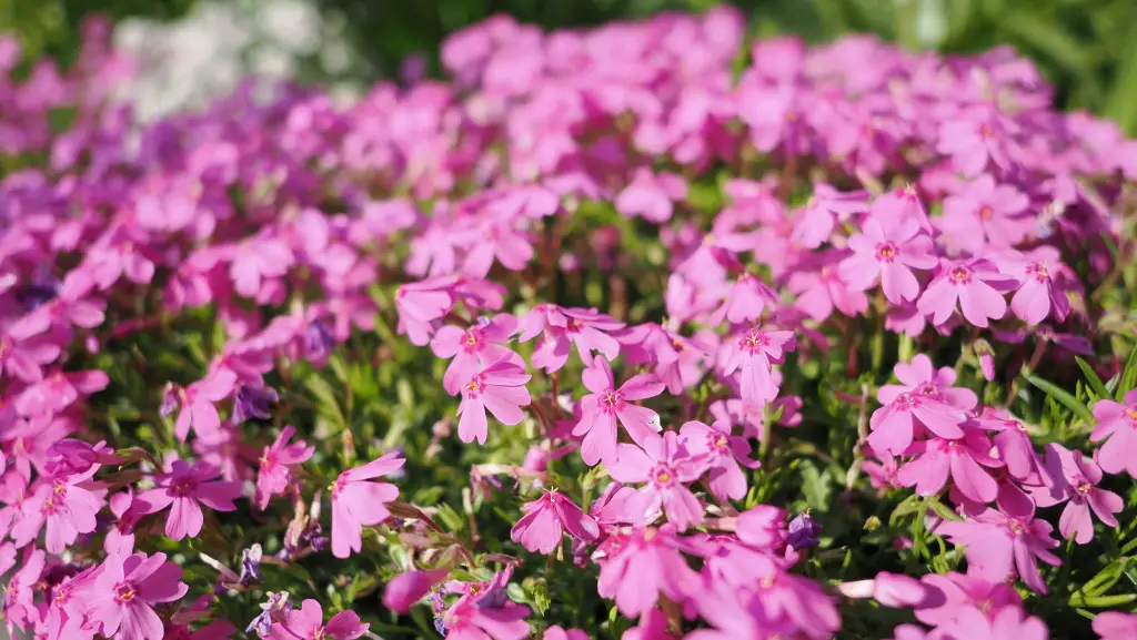 芝桜