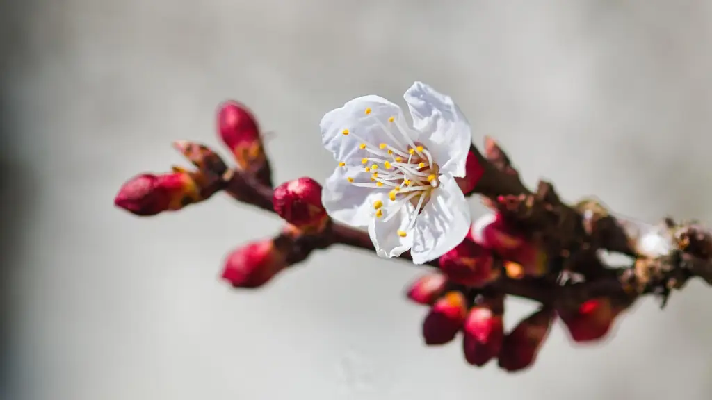 花梅,ウメ