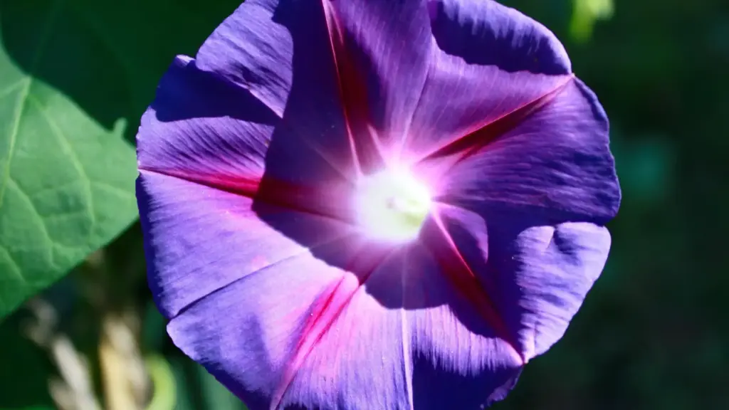 朝顔