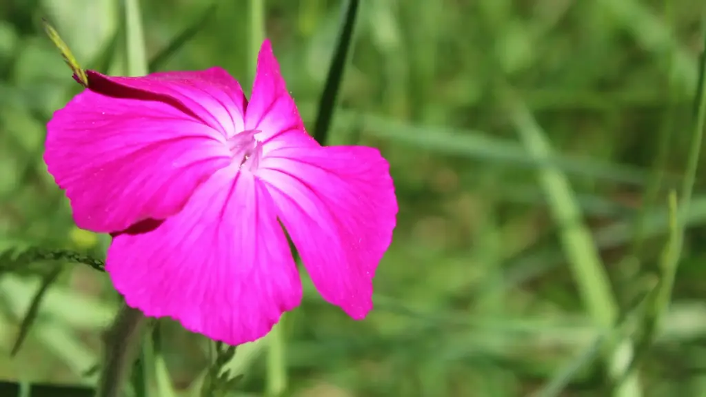 Agrostemma,アグロステンマ