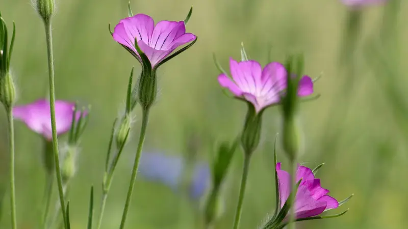 Agrostemma,アグロステンマ
