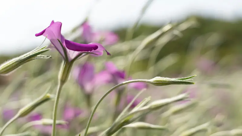 Agrostemma,アグロステンマ