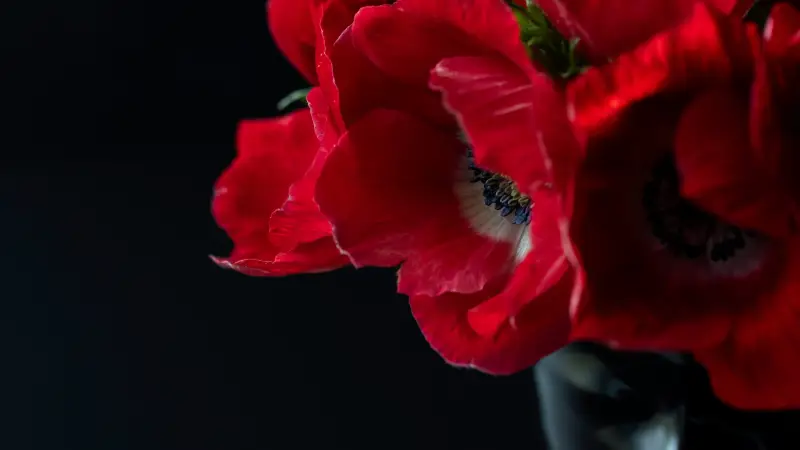 アネモネ