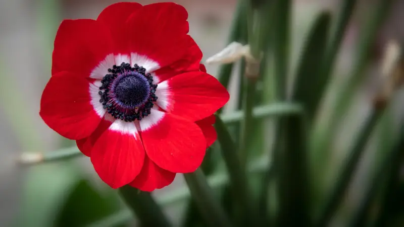 Anemone
