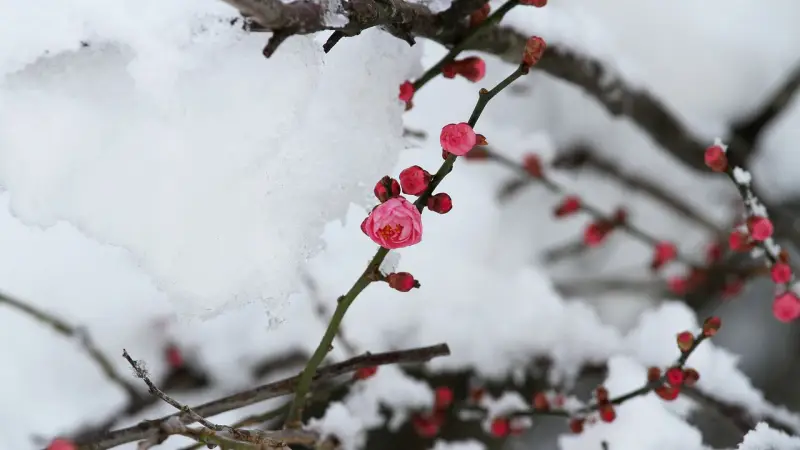 梅