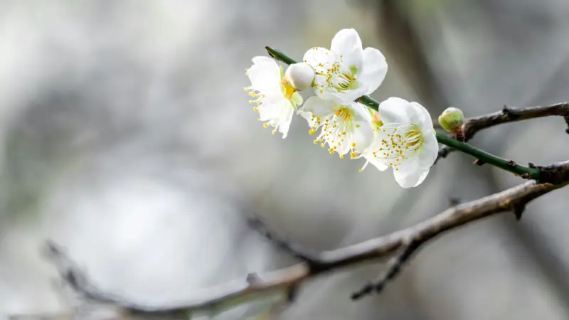 梅